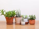 Variety Of Potted Succulent Plants