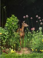 Deer Standing In A Garden