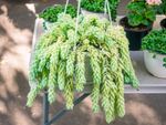 Potted Burro's Tail Plant