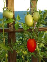 Tomato Plant With Green And Red Tomatoes