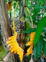 banana with dying leaves