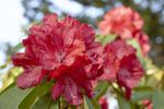 Red Flowered Rhododendron Shrubs