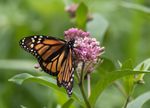 Monarch Butterfly On Milkweed Plant