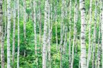 Forest Of Paper Birch Trees