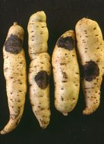 sweet potato black rot