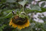 Bird Eating Sunflower Seeds From Flower