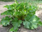 Large Victoria Rhubarb Plant