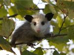 Possum Sitting In Tree
