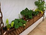 Vegetables Growing In A Hanging Garden Box