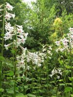White Himalayan Giant Lilies