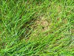 Thatch Patch In Green Grass