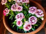 Carnations Growing In A Container