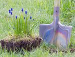 Dug Up Grape Hyacinths Bulbs Next To Shovel