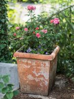 Potted Miniature Rose Plant