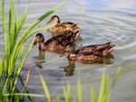 Ducks In A Garden Pond