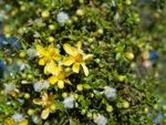 Creosote Bush With Yellow Flowers