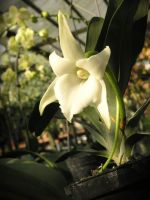 White Star Orchid Plant