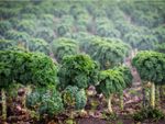 Bolting Kale Plants