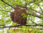 Honeybee Swarm In A Tree