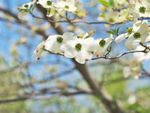 White Flowering Dogwood Tree