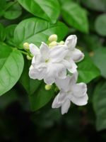 White Flowering Arabian Jasmine Plant
