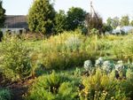 A permaculture garden