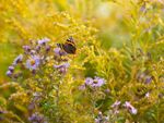 A butterfly lands on asters and goldenrod