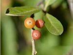 Close up on berries and leaves of an autumn olive tree